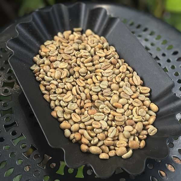 anaerobic-wih-ilang-aceh-gayo
